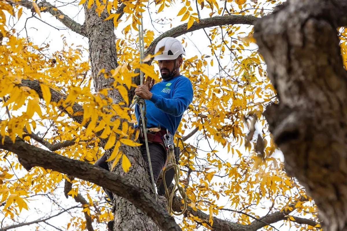 Skilled Tree Trimming crew working in Maineville